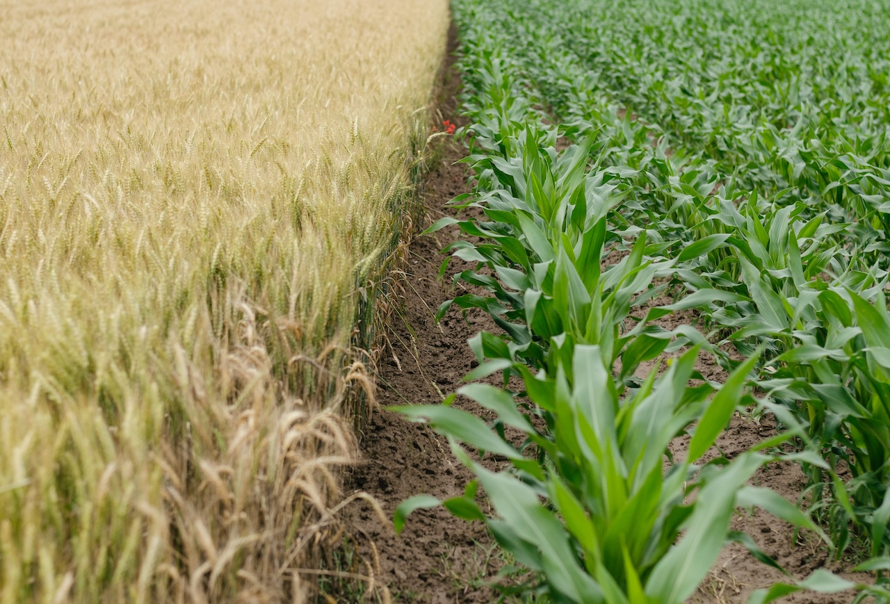 Le startup agrifood raccolgono oltre 95 milioni di euro nel 2023
