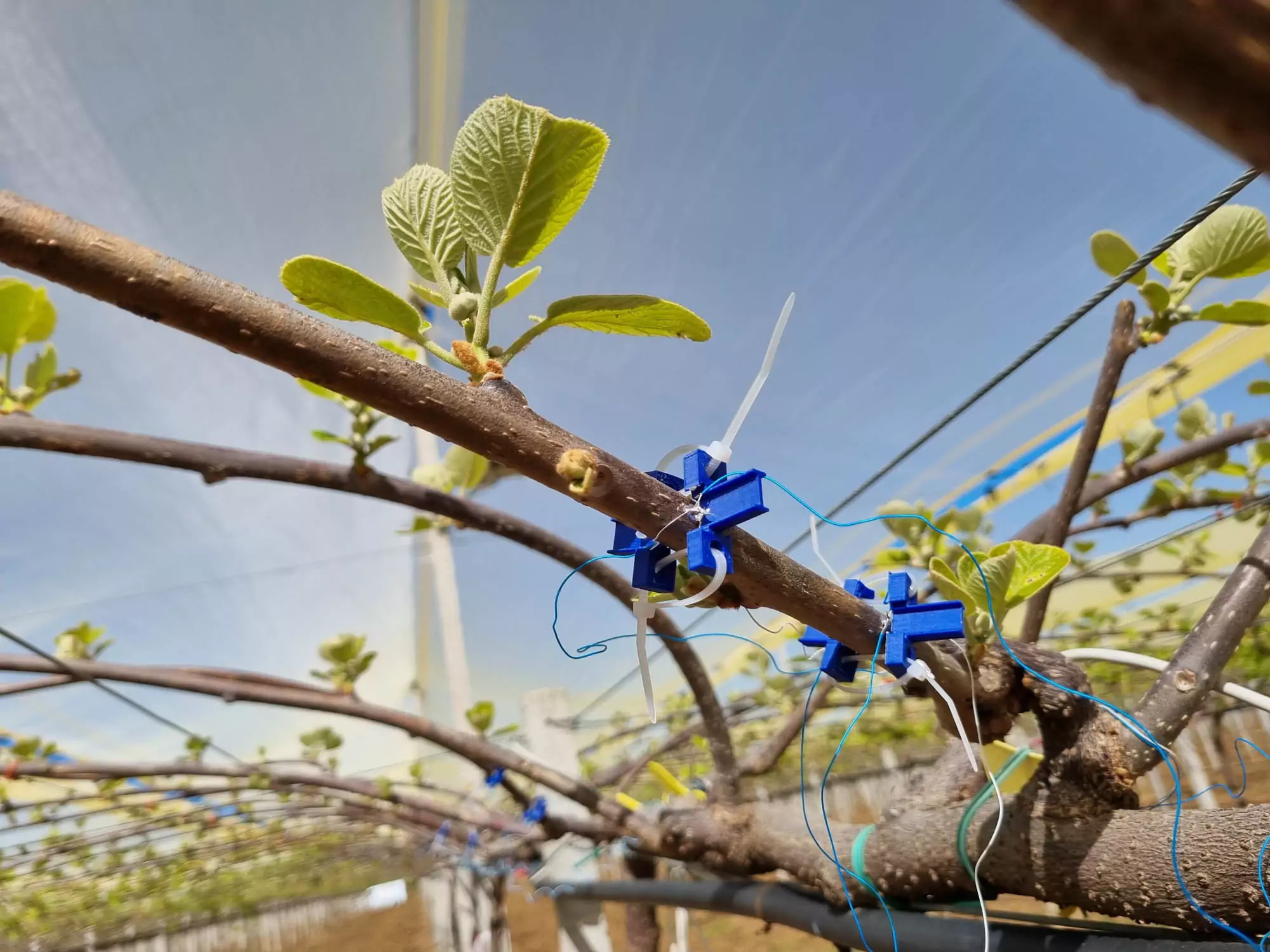 Scientifica VC and Terra Next invest 200,000 euros in PlantBit