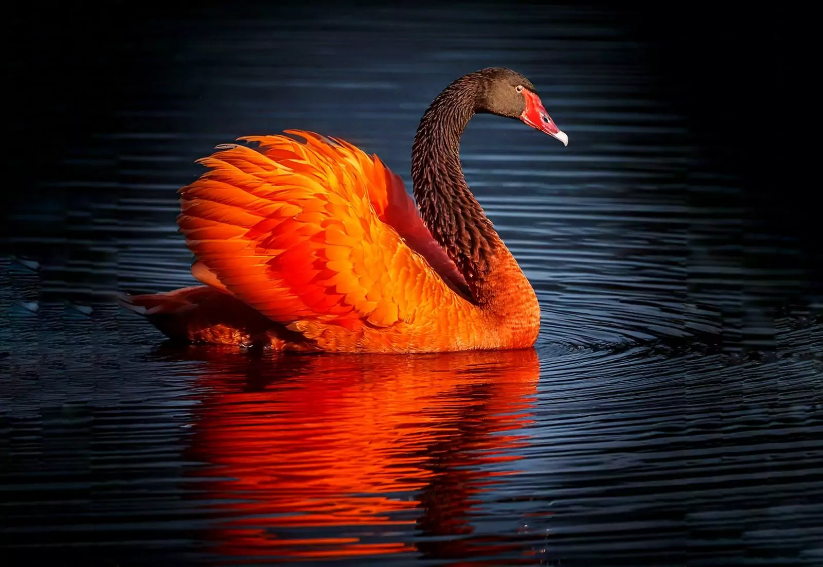 Is it time for the Orange Swan? Between tariffs and economic shocks