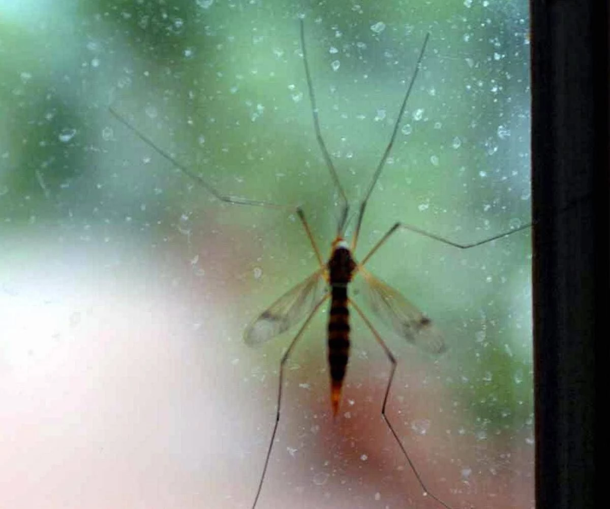 Chikungunya, Ecdc: “70 casi dopo viaggi alle Seychelles, per i turisti rischio alto”