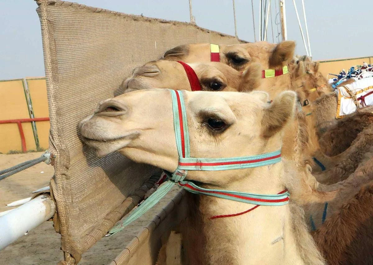 Ritocchini col botox, 20 cammelli squalificati dal concorso di bellezza