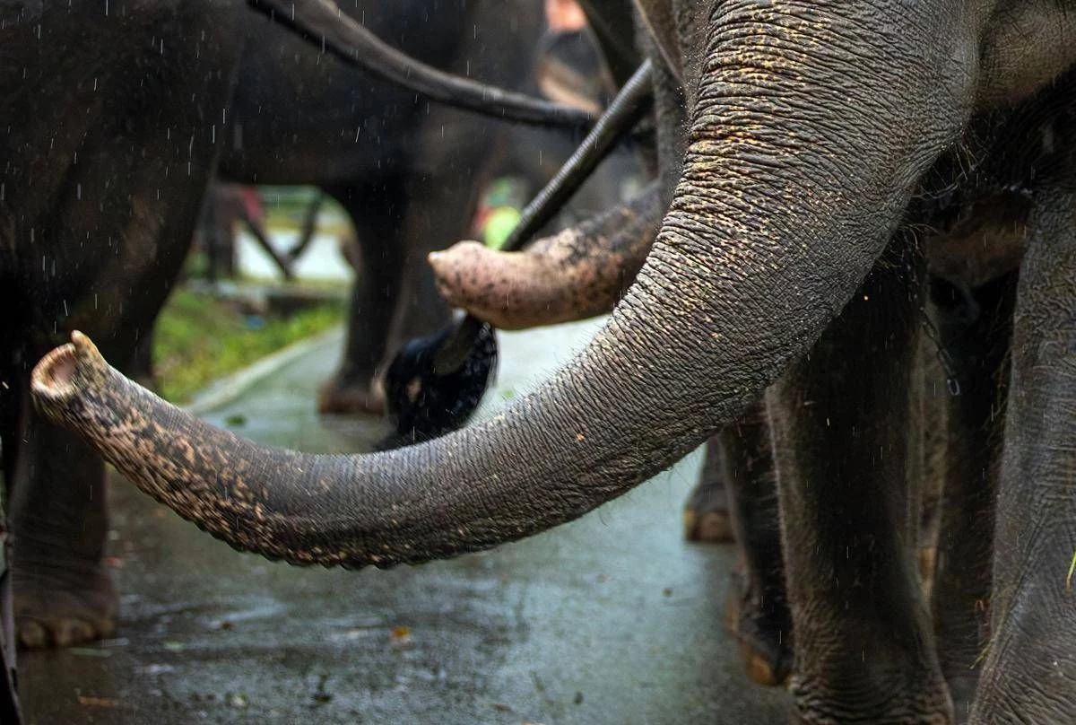India, elefante dipinto di rosa muore 5 mesi dopo: gogna social per la fotografa russa