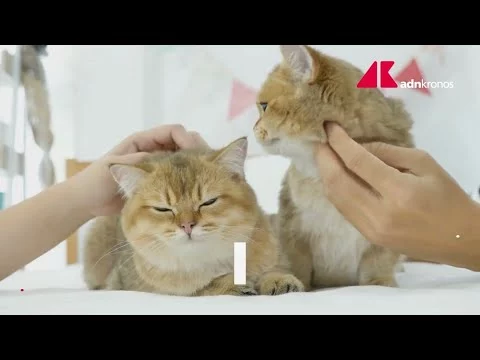 Pet economy, un mercato che vale oltre tre miliardi