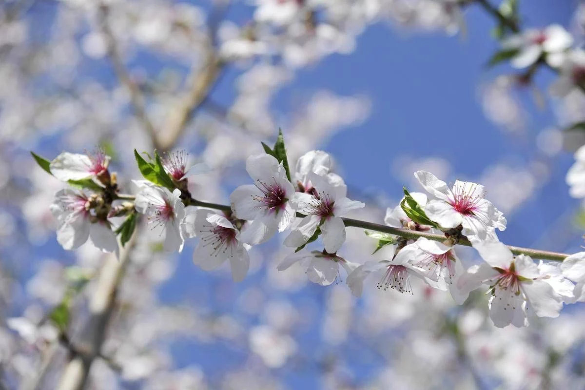 Ribaltone meteo, a Pasqua e Pasquetta arriva la primavera