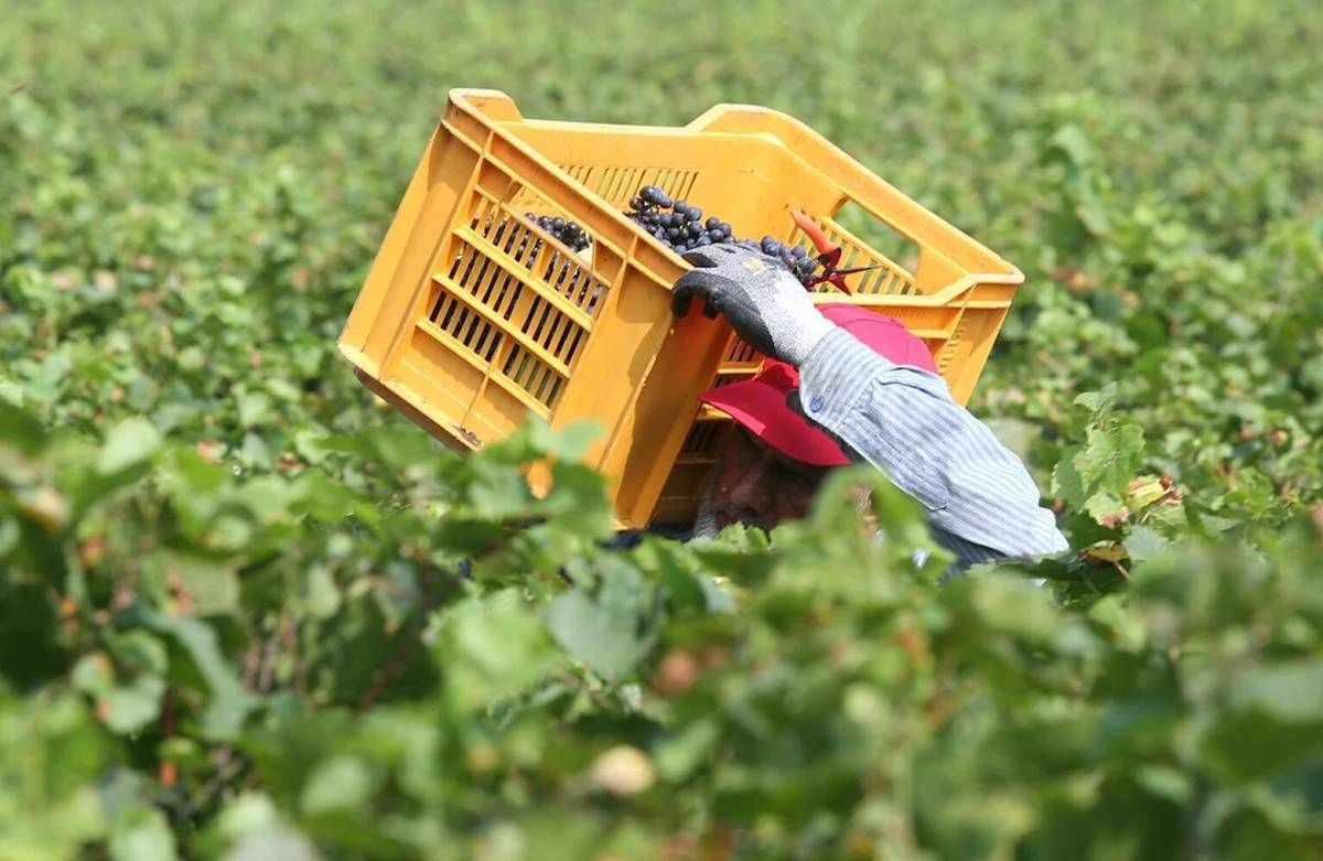 Tragedia nei campi, bracciante 29enne si impicca a Torretta Antonacci