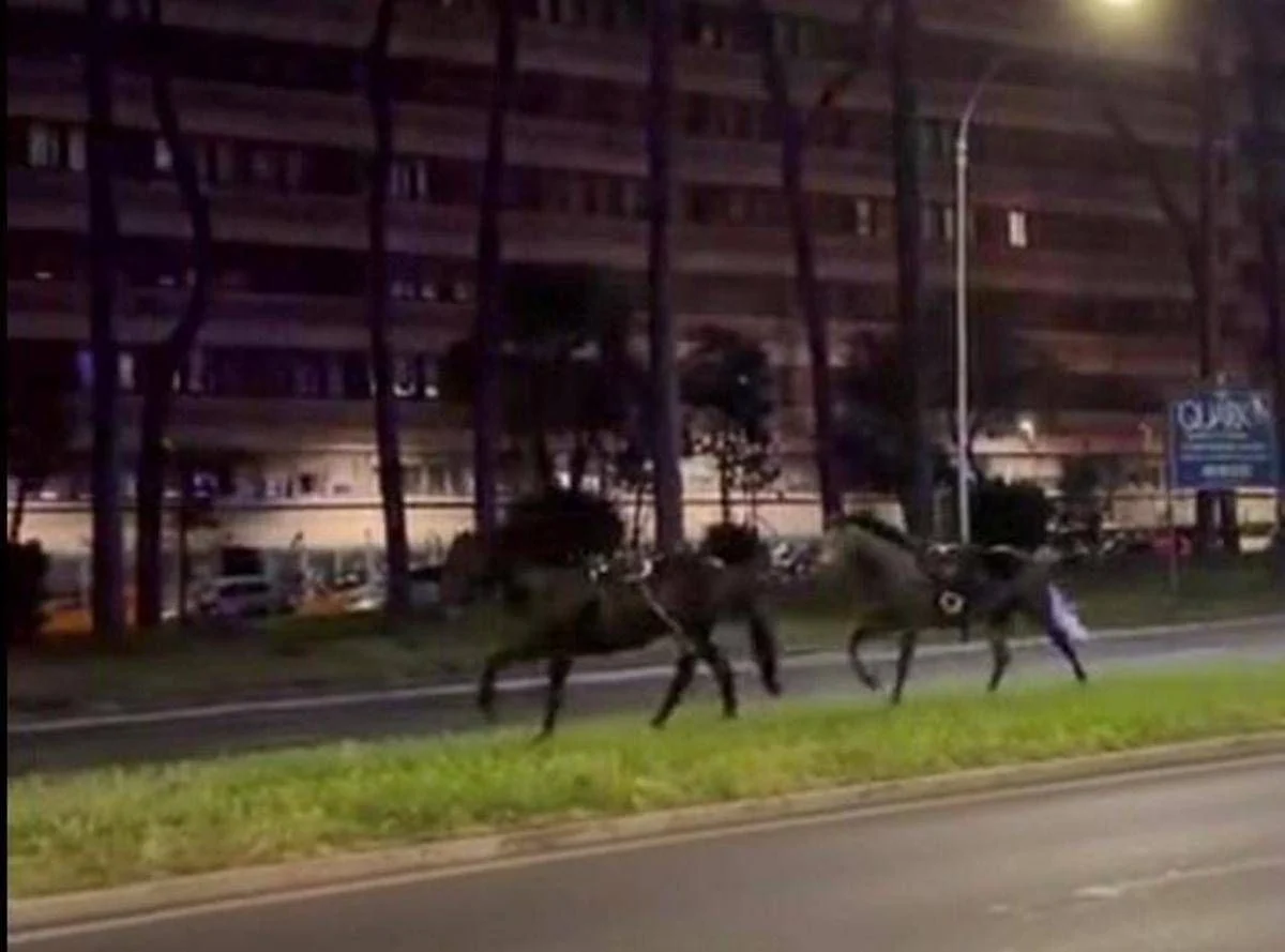 Cavalli in fuga a Roma, 4 vigili urbani fuori dalla parata del 2 giugno