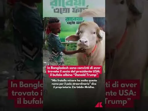 Il sosia di Trump in Bangladesh: un bufalo albino capellone