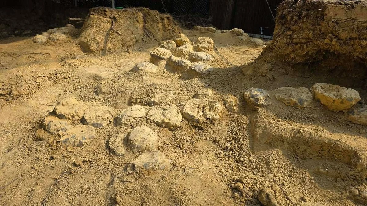 In Francia trovate oltre 100 uova di dinosauro, hanno 72 milioni di anni