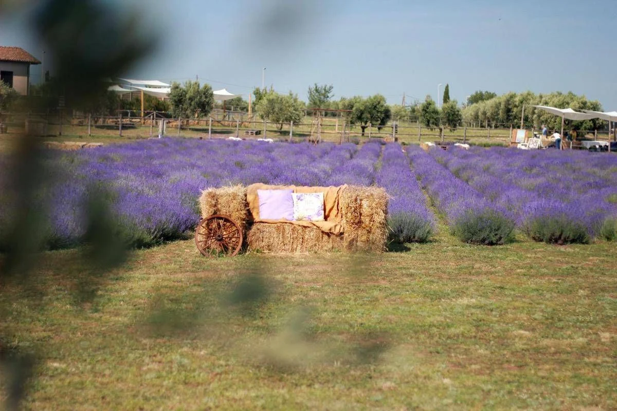 A giugno Roma si tinge di viola: torna la festa della lavanda al Lavandeto di Roma