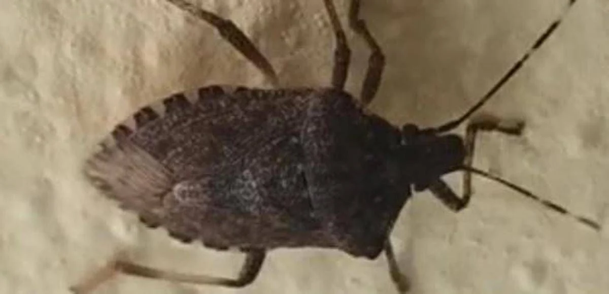 Malattia di Chagas spaventa l’America Latina, circa 6 mln convivono con l’infezione parassitaria