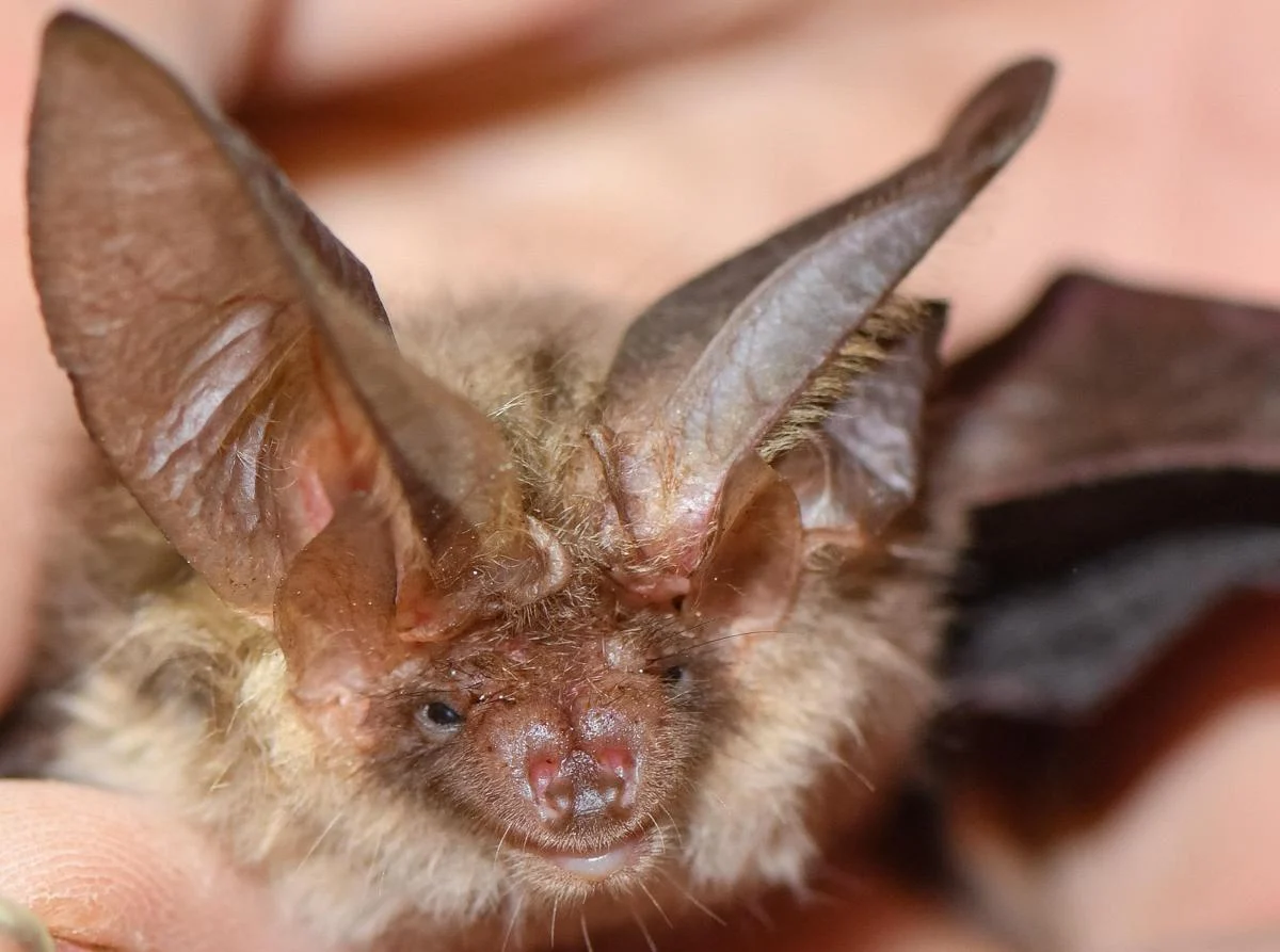 Si sveglia con un pipistrello sul viso, 11enne muore di rabbia: nessun segno di morso