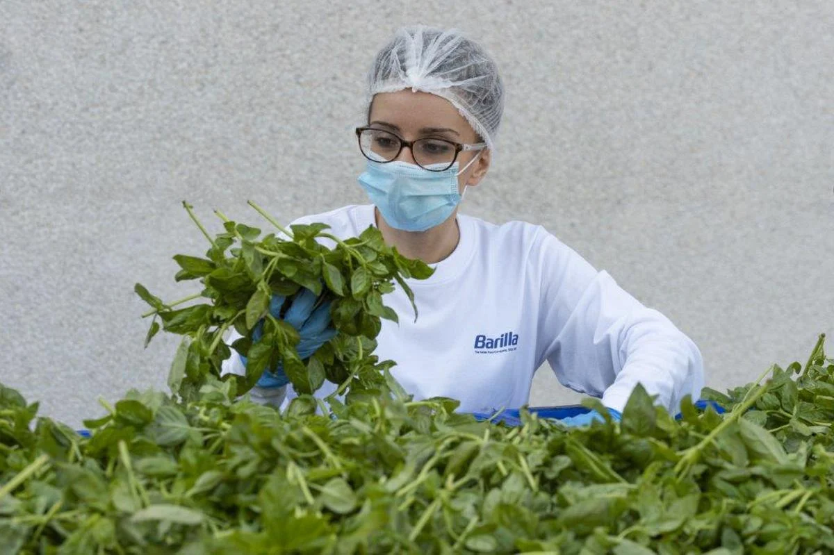 Barilla, 650mila analisi l’anno, 250 professionisti per sicurezza: la filiera del basilico dal campo al vasetto pesto