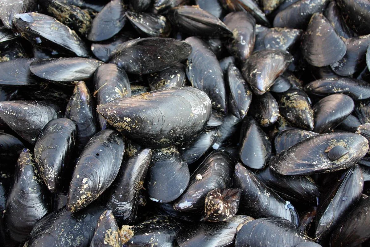 Caldo fa strage di molluschi nel delta del Po, moria di cozze e vongole